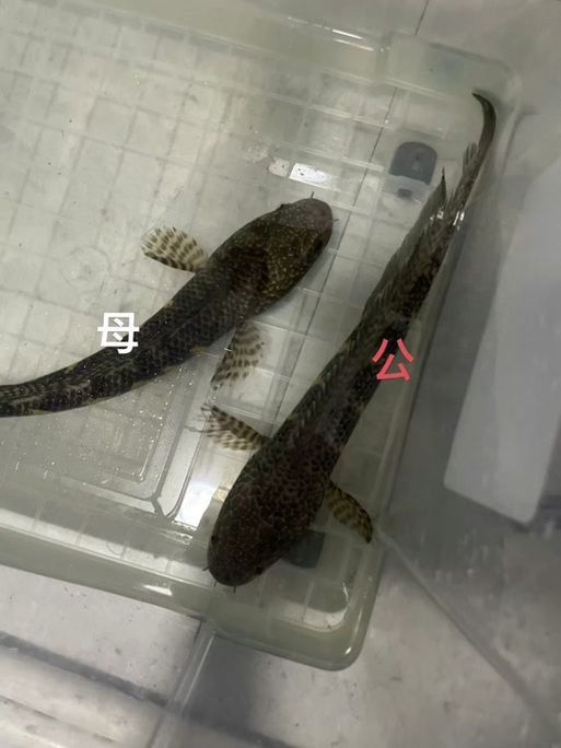 雷龍魚公母圖解