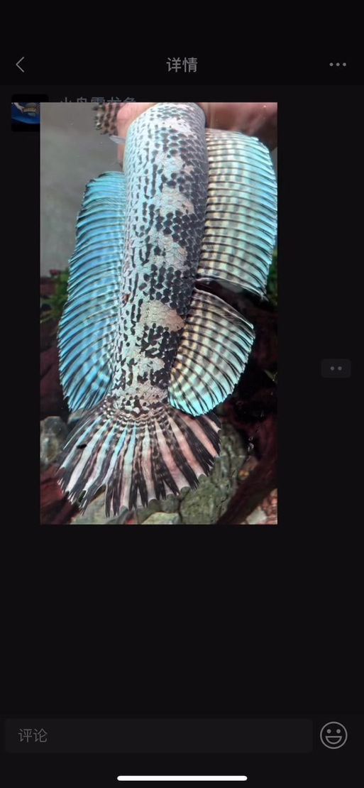 雷龍魚公母圖解