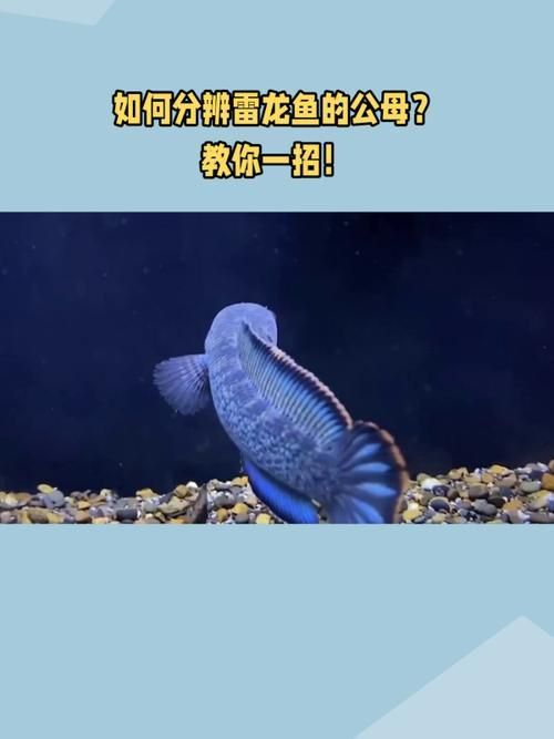 雷龍魚公母圖解