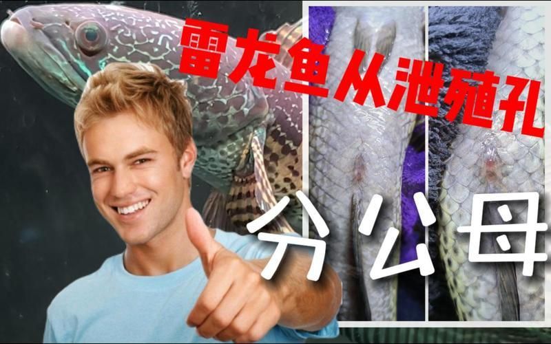 雷龍魚公母圖解