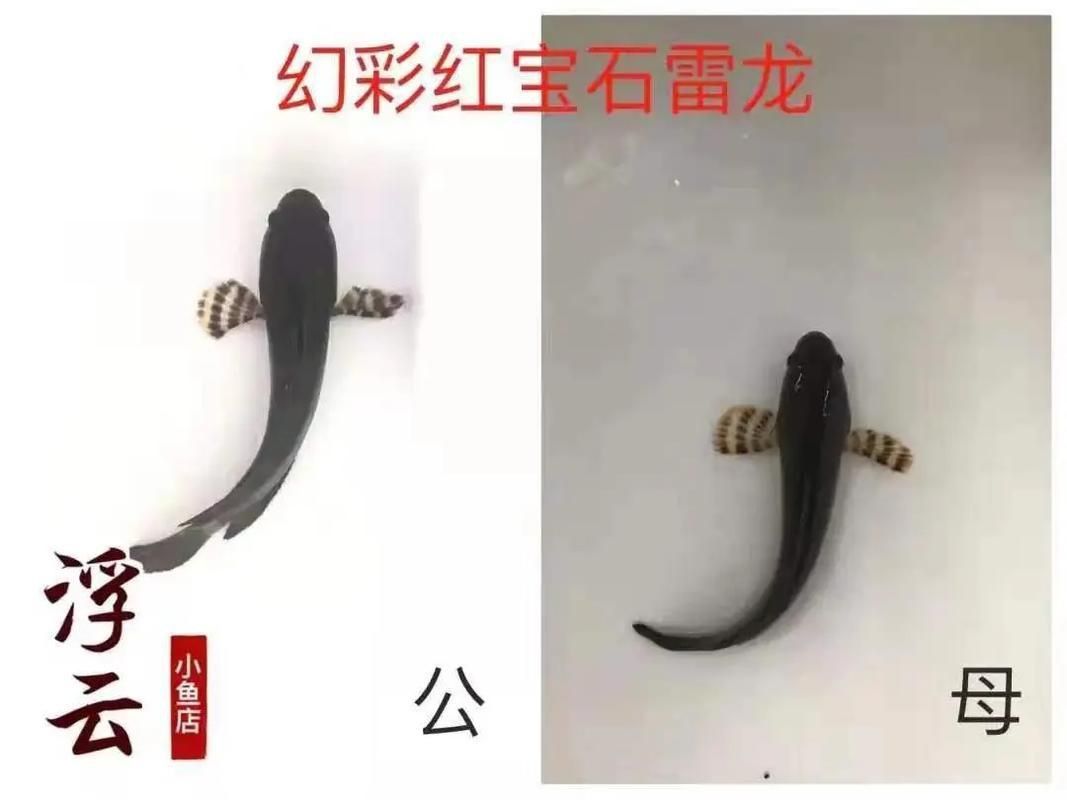 雷龍魚公母圖解