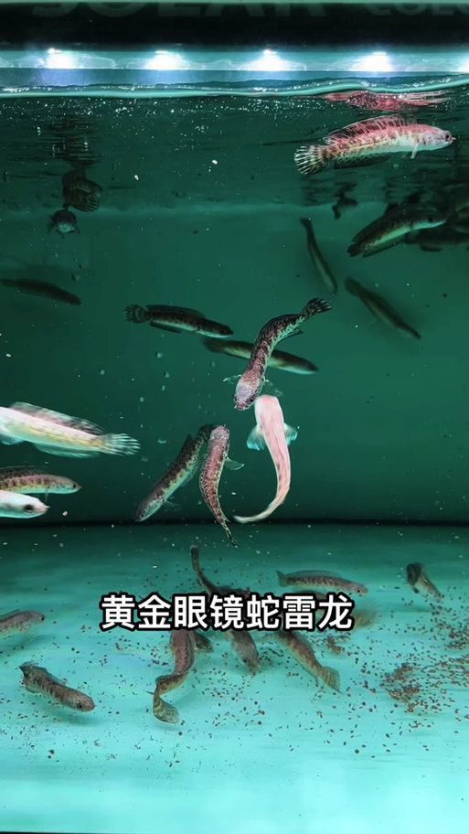 雷龍魚公母圖解