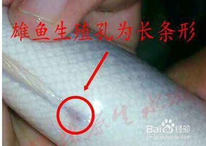 雷龍魚公母圖解