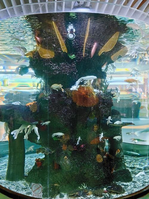 河曲開水族店怎么樣？加盟祥龍魚場賣龍魚市場怎樣？