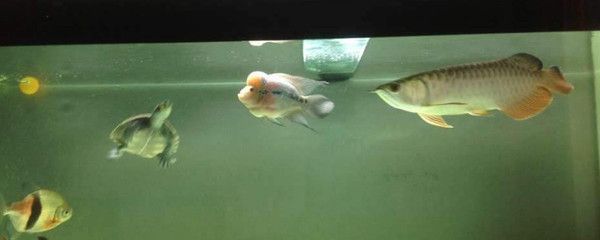 羅漢魚與金龍魚如何混養(yǎng)？：羅漢魚與金龍魚混養(yǎng)的注意事項(xiàng) 羅漢魚與金龍魚如何混養(yǎng)？：羅漢魚與金龍魚混養(yǎng)的注意事項(xiàng) 龍魚百科 第2張