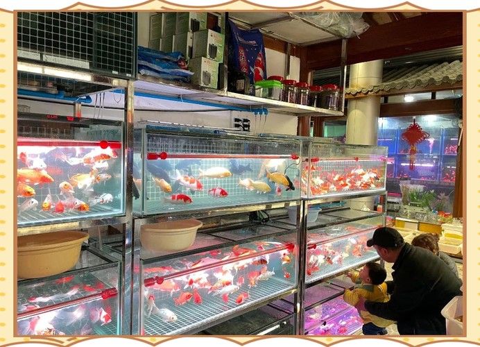 花都開水族店怎么樣？加盟祥龍魚場賣龍魚市場怎樣？