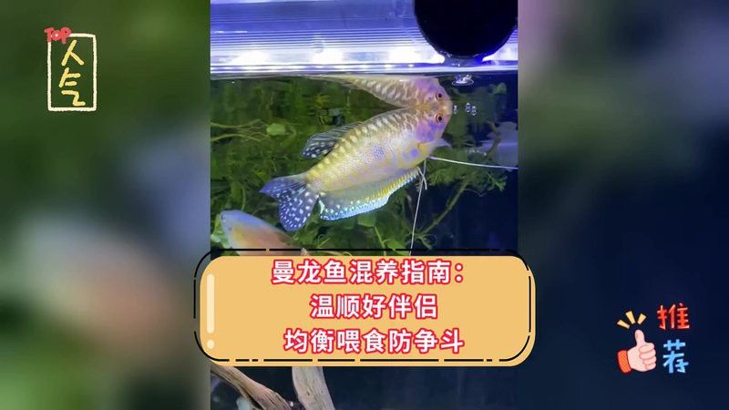 曼龍魚和斑馬魚混養好嗎 曼龍魚和斑馬魚混養好嗎 龍魚百科 第6張