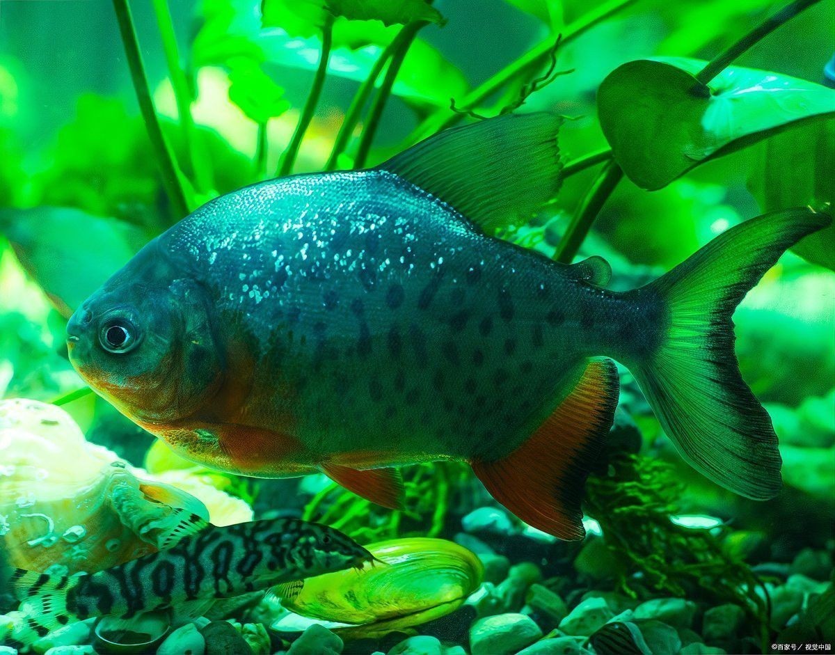 曼龍魚和斑馬魚混養好嗎 曼龍魚和斑馬魚混養好嗎 龍魚百科 第8張