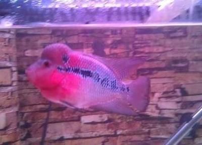 紅龍魚鰭發黑的原因：紅龍魚鰭發黑可能是由多種因素引起的，紅龍魚鰭發黑的原因