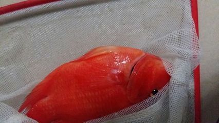 紅龍魚鰭發黑的原因：紅龍魚鰭發黑可能是由多種因素引起的，紅龍魚鰭發黑的原因