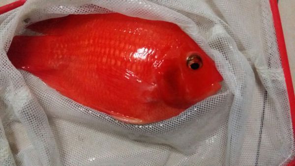 紅龍魚鰭發黑的原因：紅龍魚鰭發黑可能是由多種因素引起的，紅龍魚鰭發黑的原因