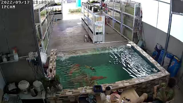 萬秀開水族店怎么樣？加盟祥龍魚場賣龍魚市場怎樣？