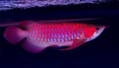 紅龍魚適應的溫度是多少（紅龍魚水溫多少合適紅龍魚水溫多少合適）