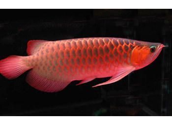 紅龍魚品牌等級劃分標準表：紅龍魚品牌等級劃分標準