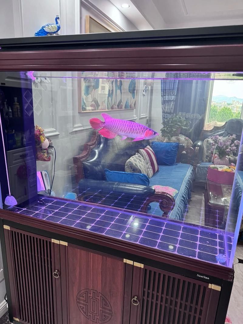 澤當(dāng)開水族店怎么樣？加盟祥龍魚場賣龍魚市場怎樣？