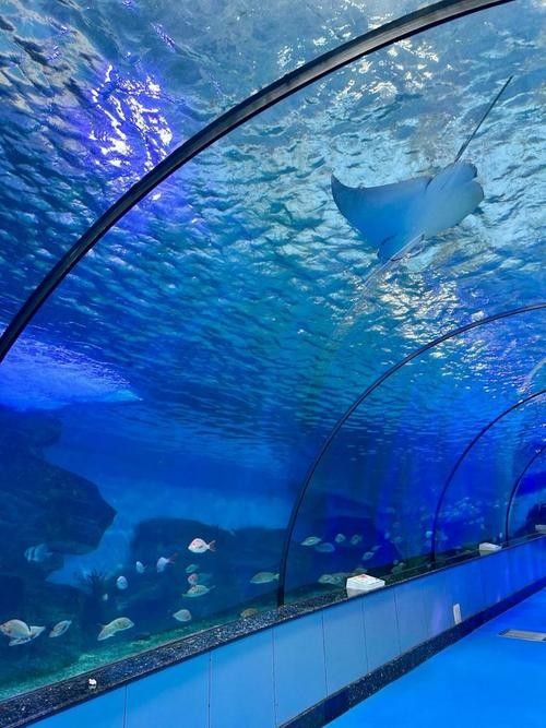 濟南開水族店怎么樣？加盟祥龍魚場賣龍魚市場怎樣？