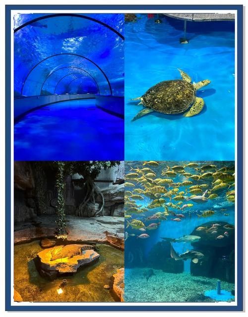 濟南開水族店怎么樣？加盟祥龍魚場賣龍魚市場怎樣？