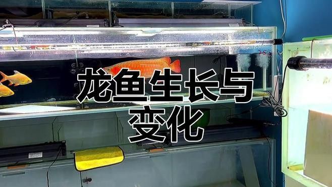南安開水族店怎么樣？加盟祥龍魚場賣龍魚市場怎樣？