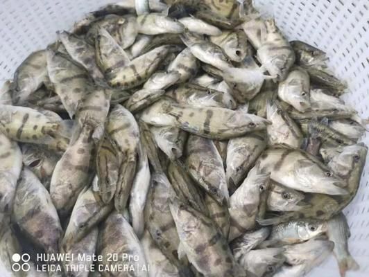 2021水族展會祥龍魚場展位：2023水族展盛況，VV祥龍魚場引領觀賞魚新風尚 2021水族展會祥龍魚場展位：2023水族展盛況，VV祥龍魚場引領觀賞魚新風尚 龍魚百科 第2張