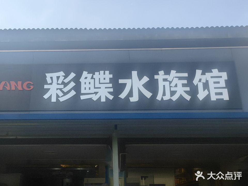 銅陵開水族店怎么樣？加盟祥龍魚場賣龍魚市場怎樣？