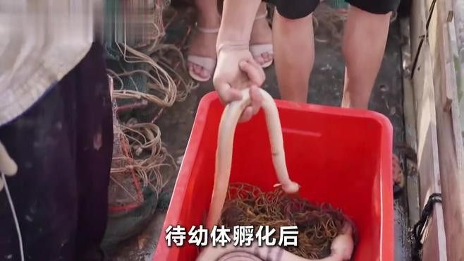 潮汕龍魚是什么魚類