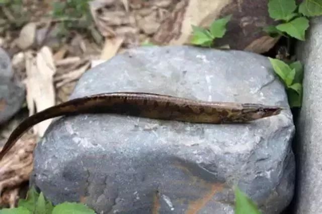 潮汕龍魚是什么魚類