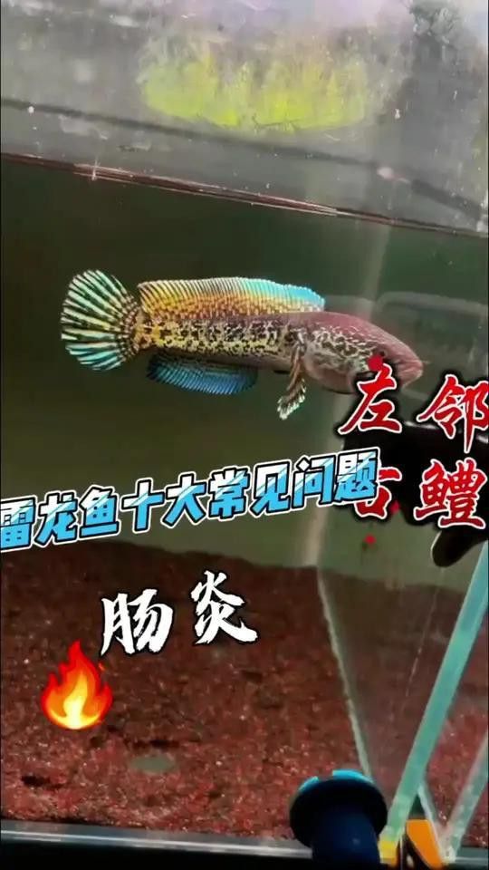 雷龍魚(yú)腸炎的早期癥狀有哪些？