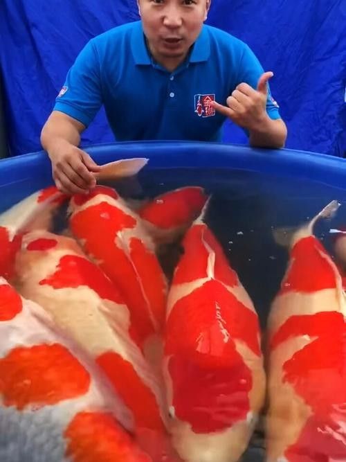 措美開水族店怎么樣？加盟祥龍魚場賣龍魚市場怎樣？ 措美開水族店怎么樣？加盟祥龍魚場賣龍魚市場怎樣？ 水族館百科（水族館加盟） 第6張