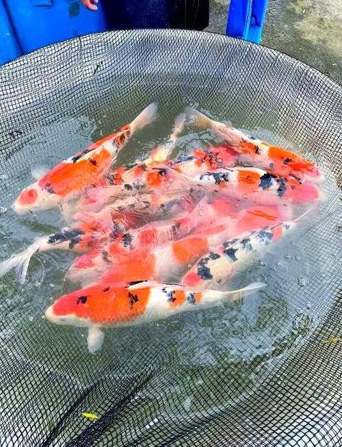 措美開水族店怎么樣？加盟祥龍魚場賣龍魚市場怎樣？ 措美開水族店怎么樣？加盟祥龍魚場賣龍魚市場怎樣？ 水族館百科（水族館加盟） 第5張
