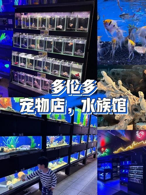 多倫開水族店怎么樣？加盟祥龍魚場賣龍魚市場怎樣？