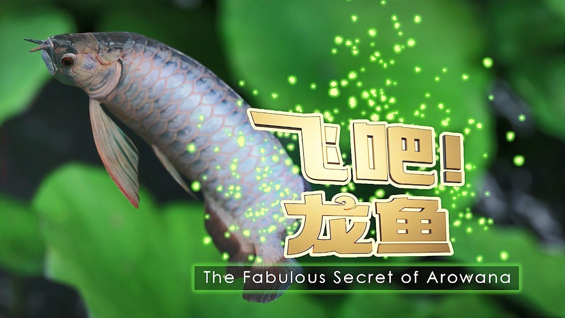 金鳳開水族店怎么樣？加盟祥龍魚場賣龍魚市場怎樣？ 金鳳開水族店怎么樣？加盟祥龍魚場賣龍魚市場怎樣？ 水族館百科（水族館加盟） 第4張