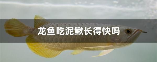 龍魚吃泥鰍多久消化,龍魚吃泥鰍的消化時間大約為一天左右 龍魚百科 第4張 龍魚吃泥鰍多久消化,龍魚吃泥鰍的消化時間大約為一天左右 龍魚吃泥鰍多久消化,龍魚吃泥鰍的消化時間大約為一天左右 龍魚百科 第4張