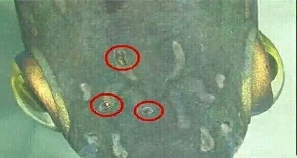 龍魚頭洞病用什么藥物：如何治療龍魚頭洞病