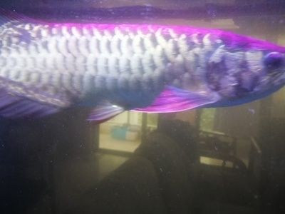 龍魚頭洞病用什么藥物：如何治療龍魚頭洞病