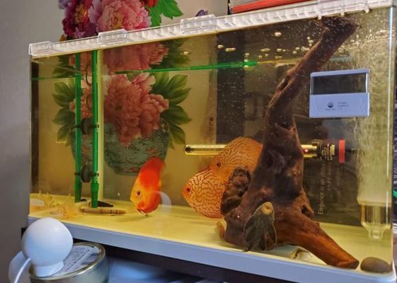 紅龍魚圖片高清手機(jī)壁紙可愛動(dòng)漫（紅龍魚圖片高清手機(jī)壁紙可愛動(dòng)漫版）