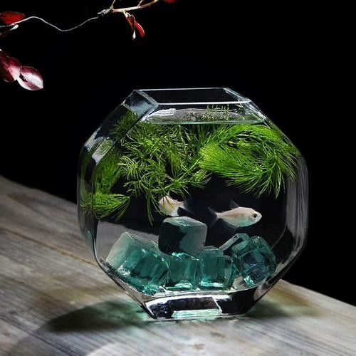 湯旺河開水族店怎么樣？加盟祥龍魚場賣龍魚市場怎樣？ 湯旺河開水族店怎么樣？加盟祥龍魚場賣龍魚市場怎樣？ 水族館百科（水族館加盟） 第4張