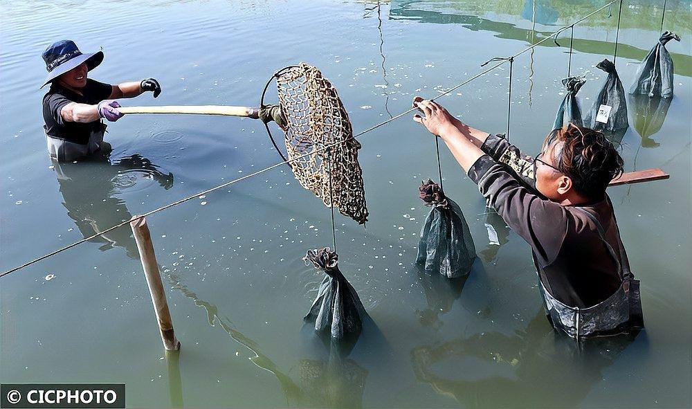 臨澤開水族店怎么樣？加盟祥龍魚場賣龍魚市場怎樣？