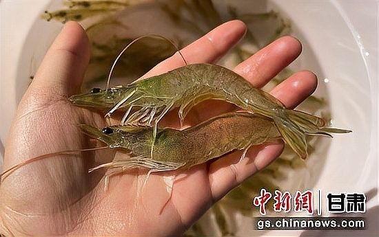 臨澤開水族店怎么樣？加盟祥龍魚場賣龍魚市場怎樣？