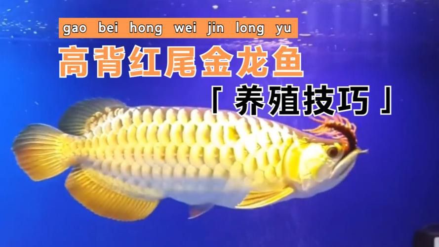 金龍魚尾巴是紅色的嗎圖片