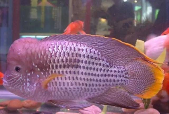 紅尾皇冠魚(yú)和龍魚(yú)混養(yǎng)嗎：紅尾皇冠魚(yú)和龍魚(yú)可以在同一個(gè)水族箱中和諧共處，紅尾皇冠魚(yú)和龍魚(yú)混養(yǎng)嗎