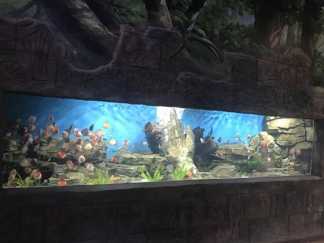晉中開水族店怎么樣？加盟祥龍魚場賣龍魚市場怎樣？