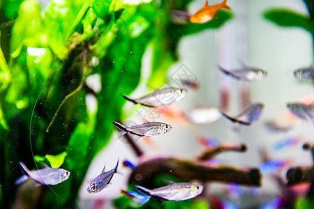 魚缸圖片壁紙高清（魚缸壁紙設計靈感） 魚缸圖片壁紙高清（魚缸壁紙設計靈感） 龍魚百科 第4張