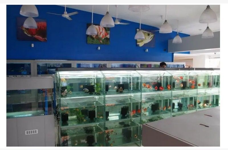 黃南開水族店怎么樣？加盟祥龍魚場賣龍魚市場怎樣？ 黃南開水族店怎么樣？加盟祥龍魚場賣龍魚市場怎樣？ 水族館百科（水族館加盟） 第7張