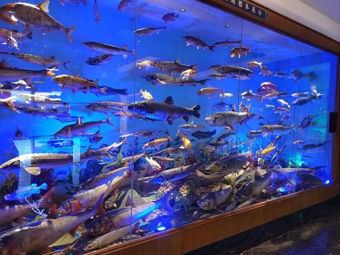 鷹潭開水族店怎么樣？加盟祥龍魚場賣龍魚市場怎樣？ 鷹潭開水族店怎么樣？加盟祥龍魚場賣龍魚市場怎樣？ 水族館百科（水族館加盟） 第4張