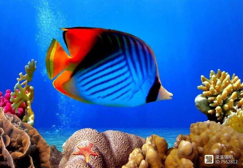 龍魚熱帶魚嗎 龍魚熱帶魚嗎 龍魚百科 第11張