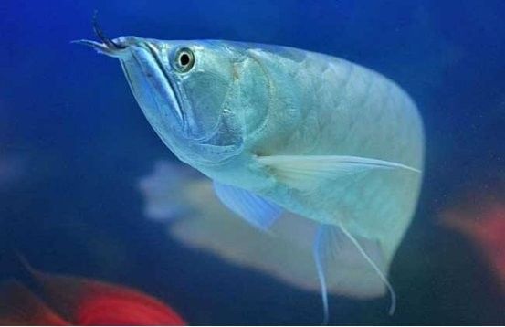 龍魚熱帶魚嗎 龍魚熱帶魚嗎 龍魚百科 第7張