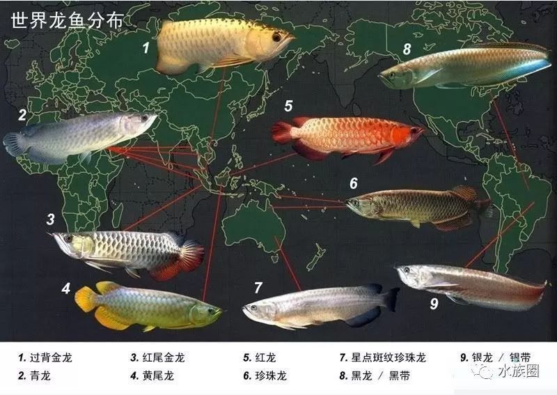 龍魚熱帶魚嗎 龍魚熱帶魚嗎 龍魚百科 第12張