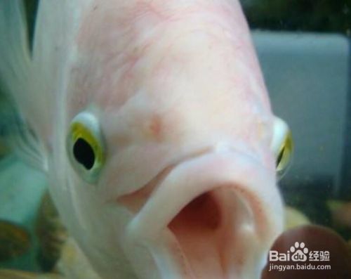龍魚被咬露出魚刺還能救嗎視頻：龍魚被咬后露出魚刺的情境引發關注，醫生建議及時處理