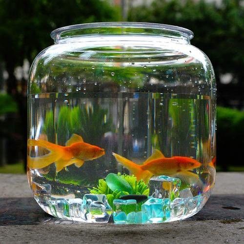 屬龍人養魚需要多久換一次水？