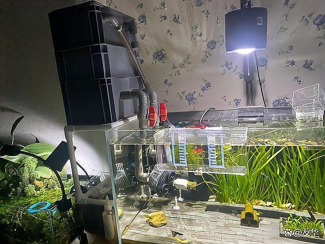 屬龍人養魚需要多久換一次水？